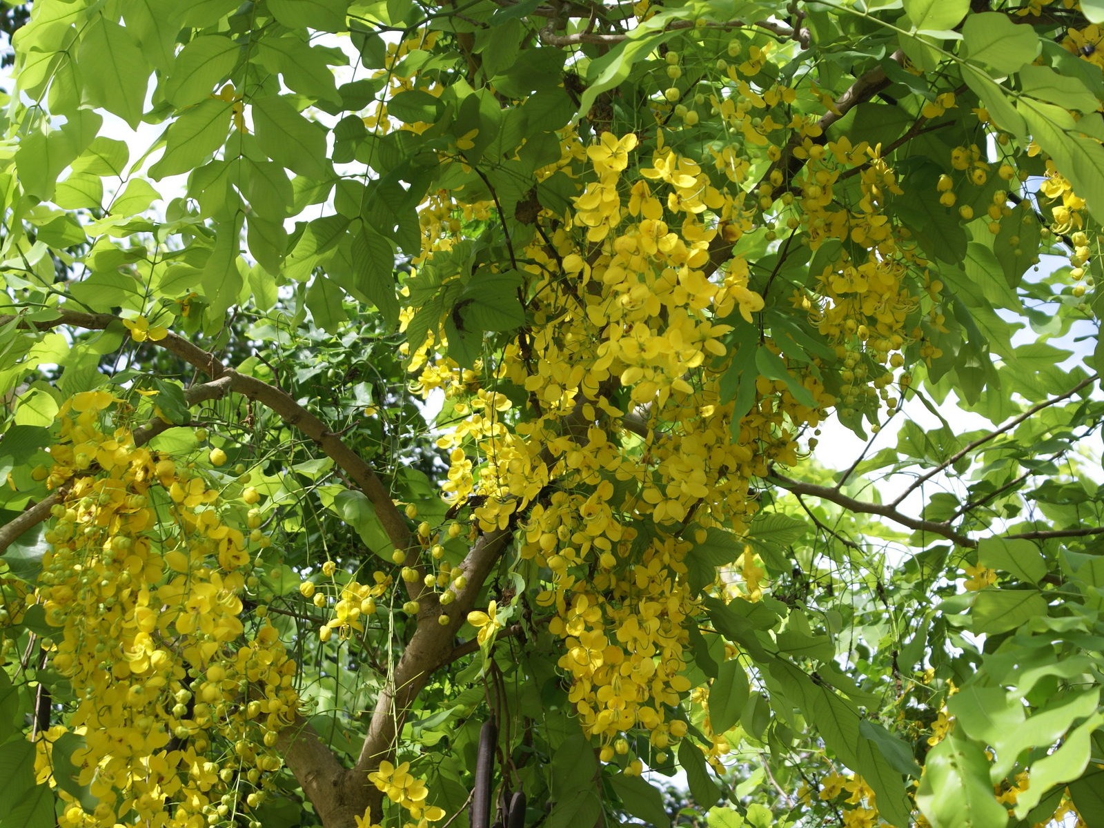 ワイドスクリーンの壁紙の花に近い(28)を開く #2 - 1600x1200