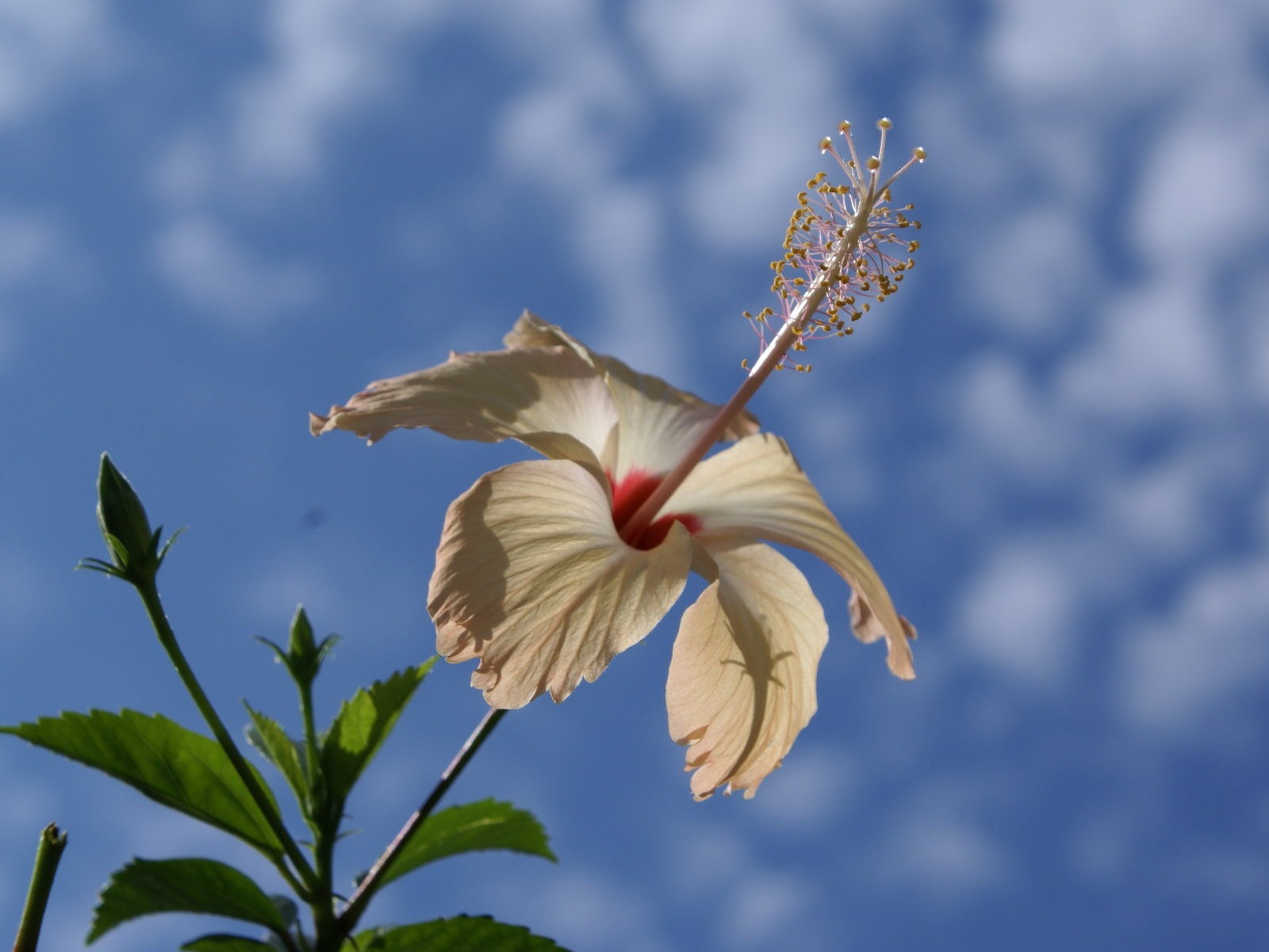 寬屏鮮花特寫 壁紙(28) #4 - 1600x1200