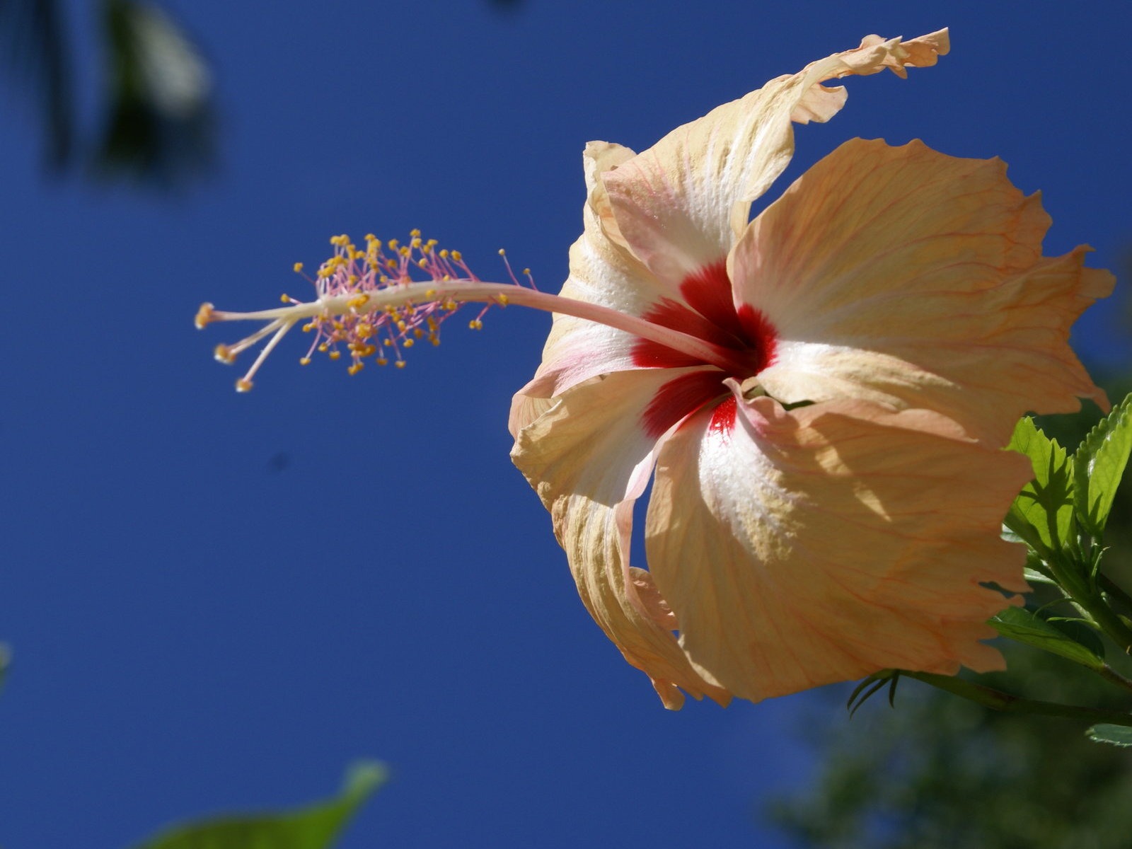 ワイドスクリーンの壁紙の花に近い(28)を開く #7 - 1600x1200