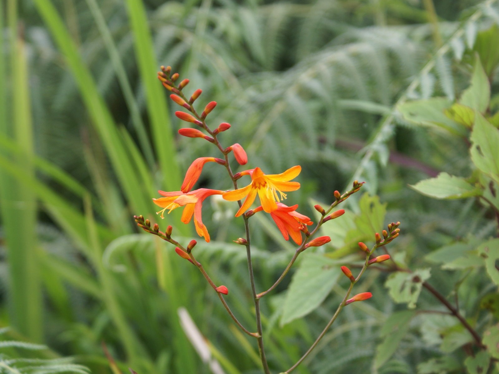 Widescreen wallpaper flowers close-up (28) #16 - 1600x1200