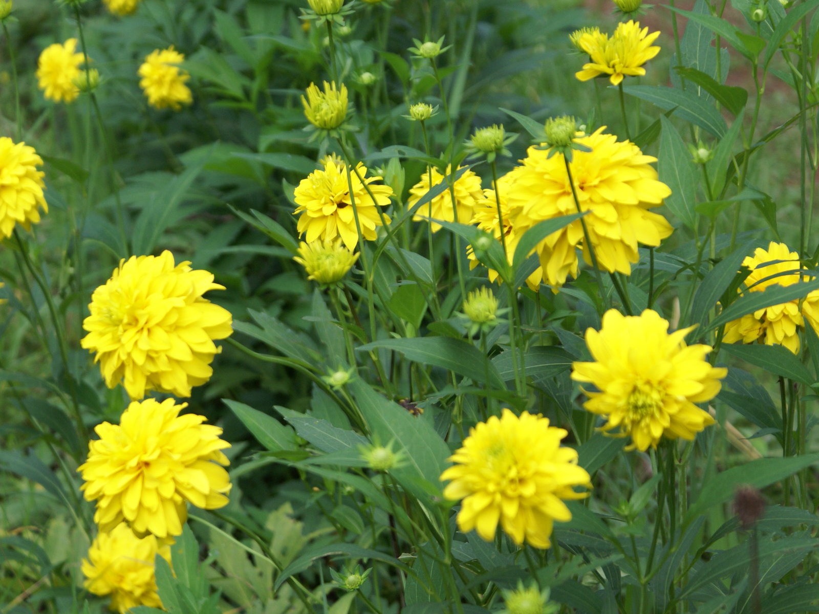 ワイドスクリーンの壁紙の花に近い(28)を開く #20 - 1600x1200