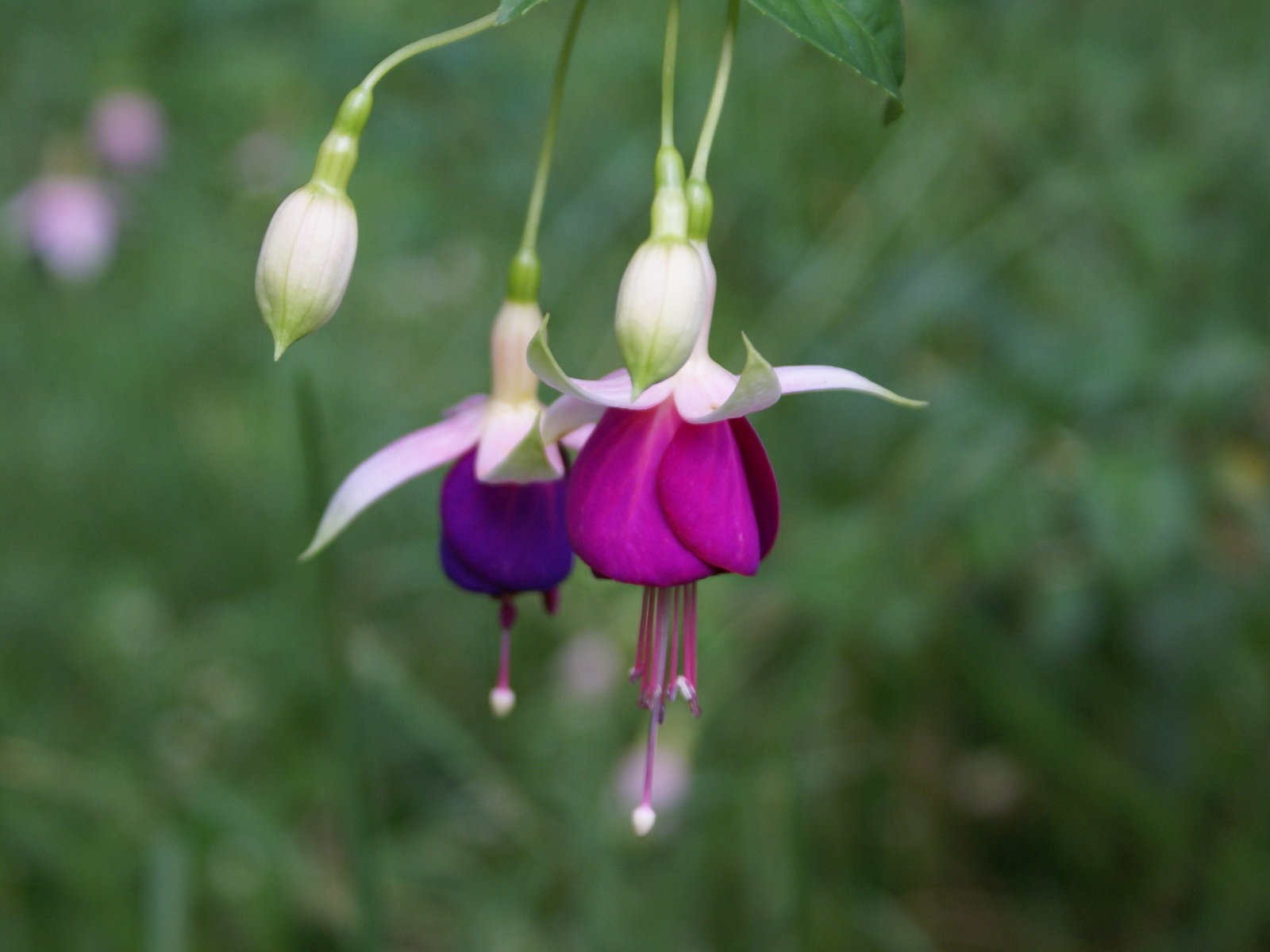 寬屏鮮花特寫 壁紙(29) #6 - 1600x1200