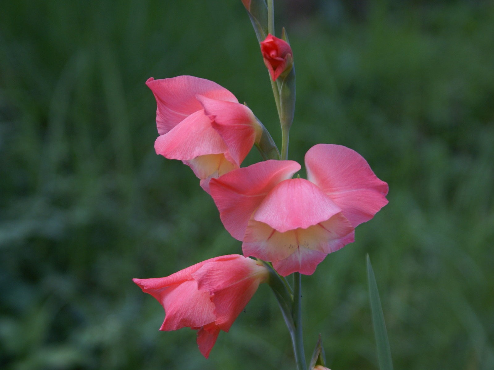 宽屏鲜花特写 壁纸(29)7 - 1600x1200