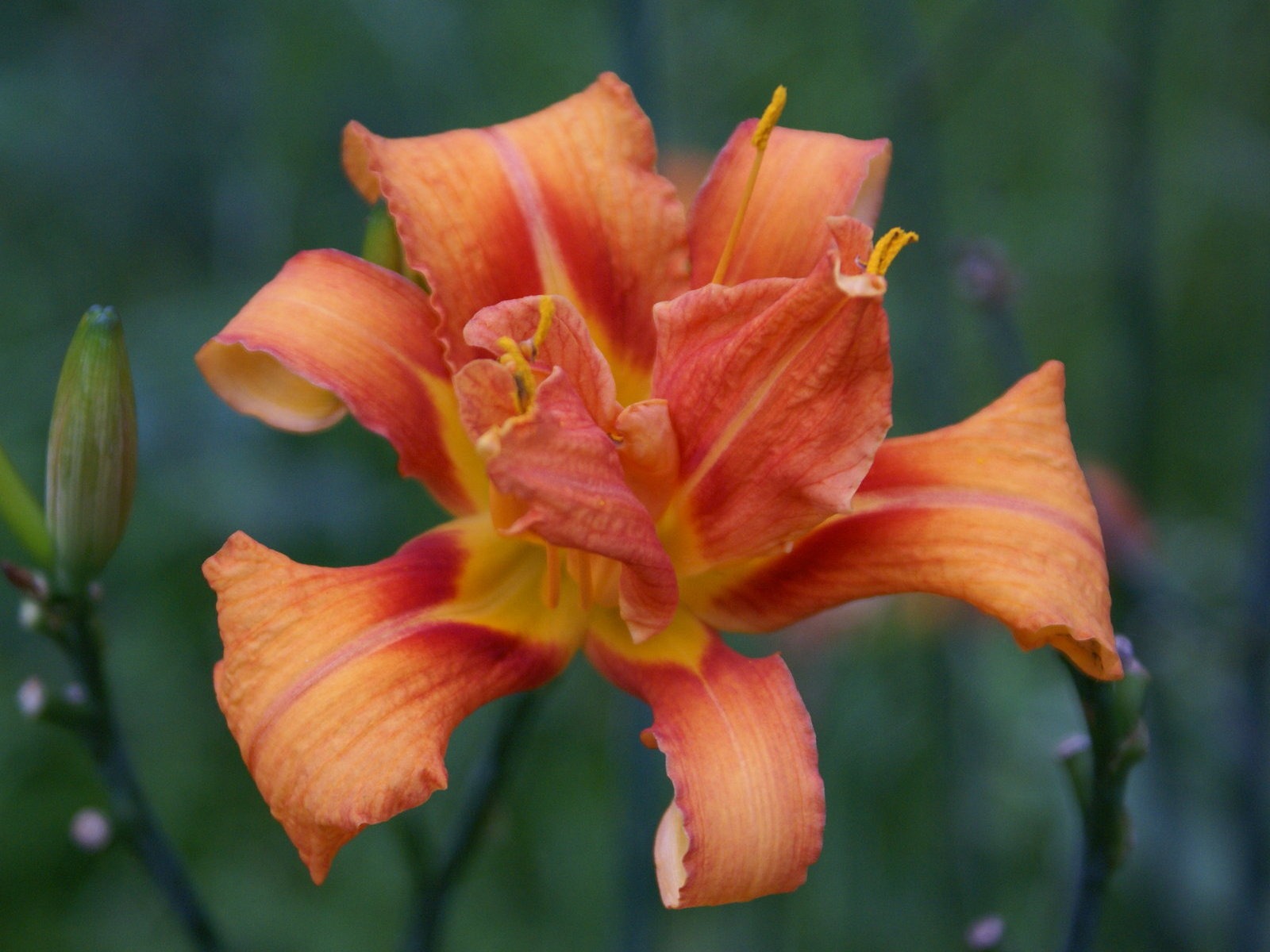 寬屏鮮花特寫 壁紙(29) #20 - 1600x1200