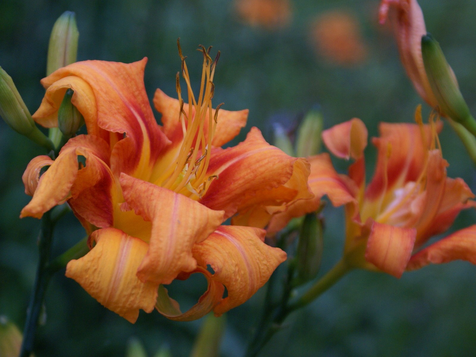 寬屏鮮花特寫 壁紙(30) #3 - 1600x1200