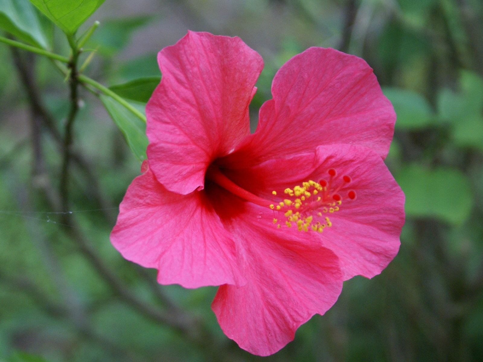 寬屏鮮花特寫 壁紙(30) #4 - 1600x1200