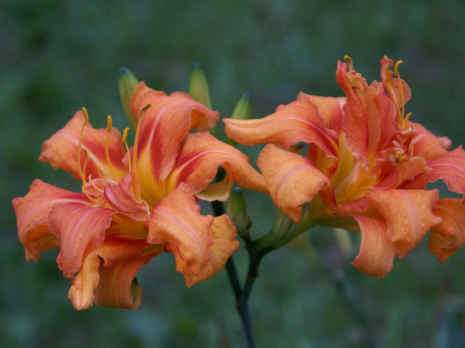 寬屏鮮花特寫 壁紙(30) #5 - 1600x1200