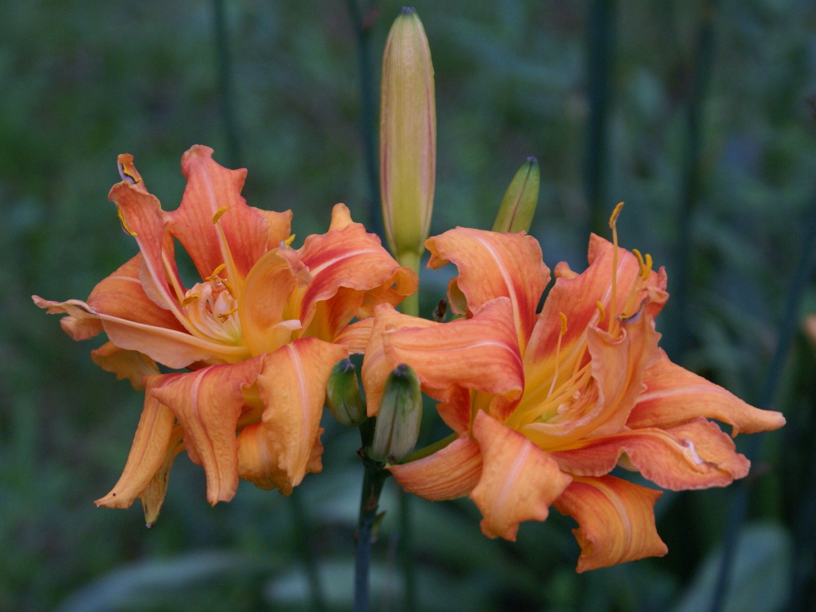 寬屏鮮花特寫 壁紙(30) #6 - 1600x1200