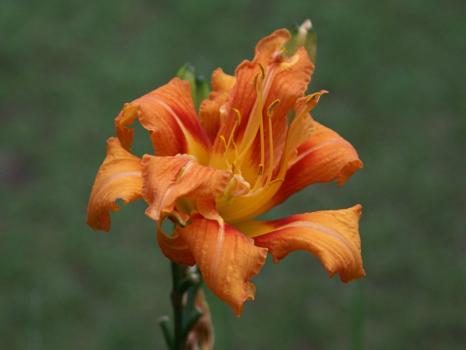 寬屏鮮花特寫 壁紙(30) #7 - 1600x1200