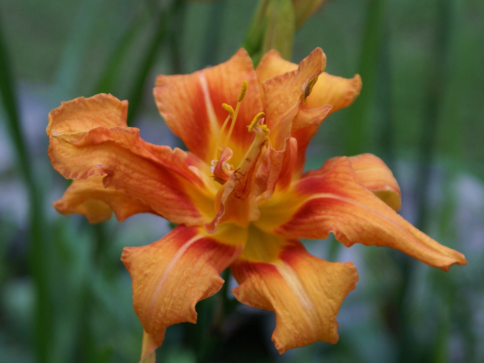 寬屏鮮花特寫 壁紙(30) #8 - 1600x1200