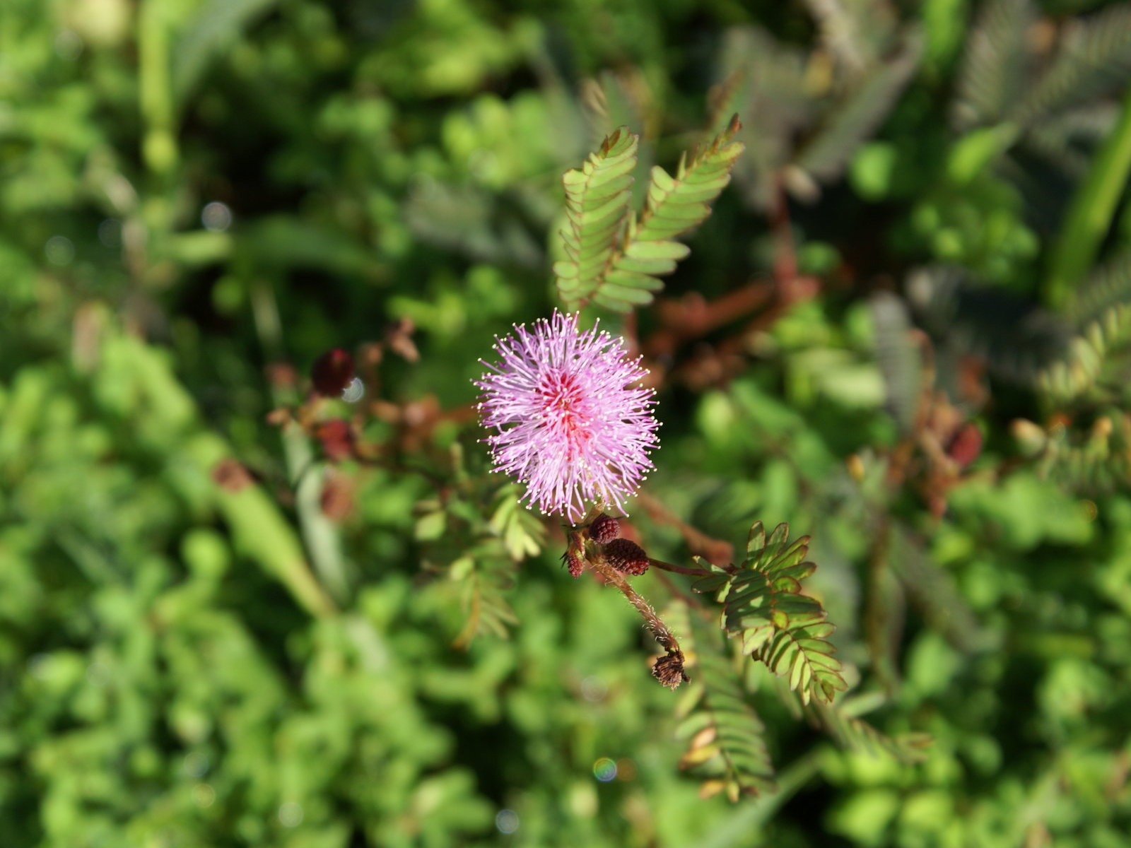 Widescreen wallpaper flowers close-up (30) #11 - 1600x1200