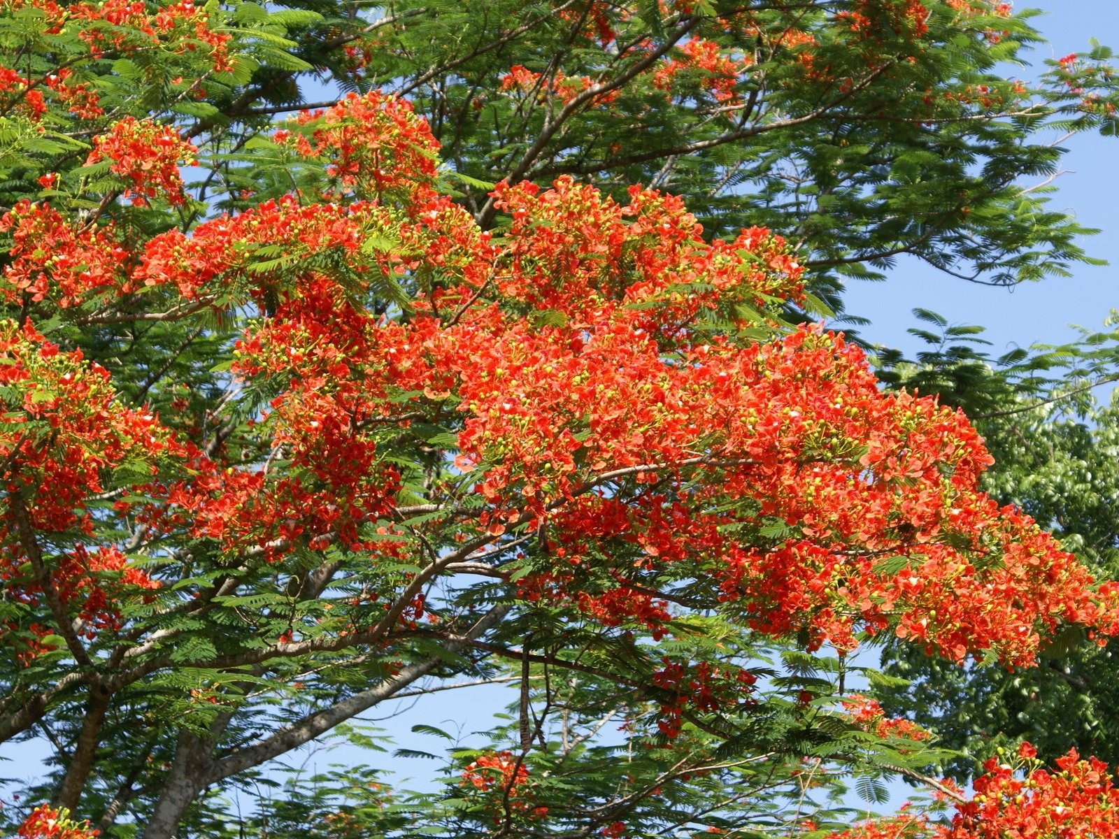 寬屏鮮花特寫 壁紙(30) #15 - 1600x1200