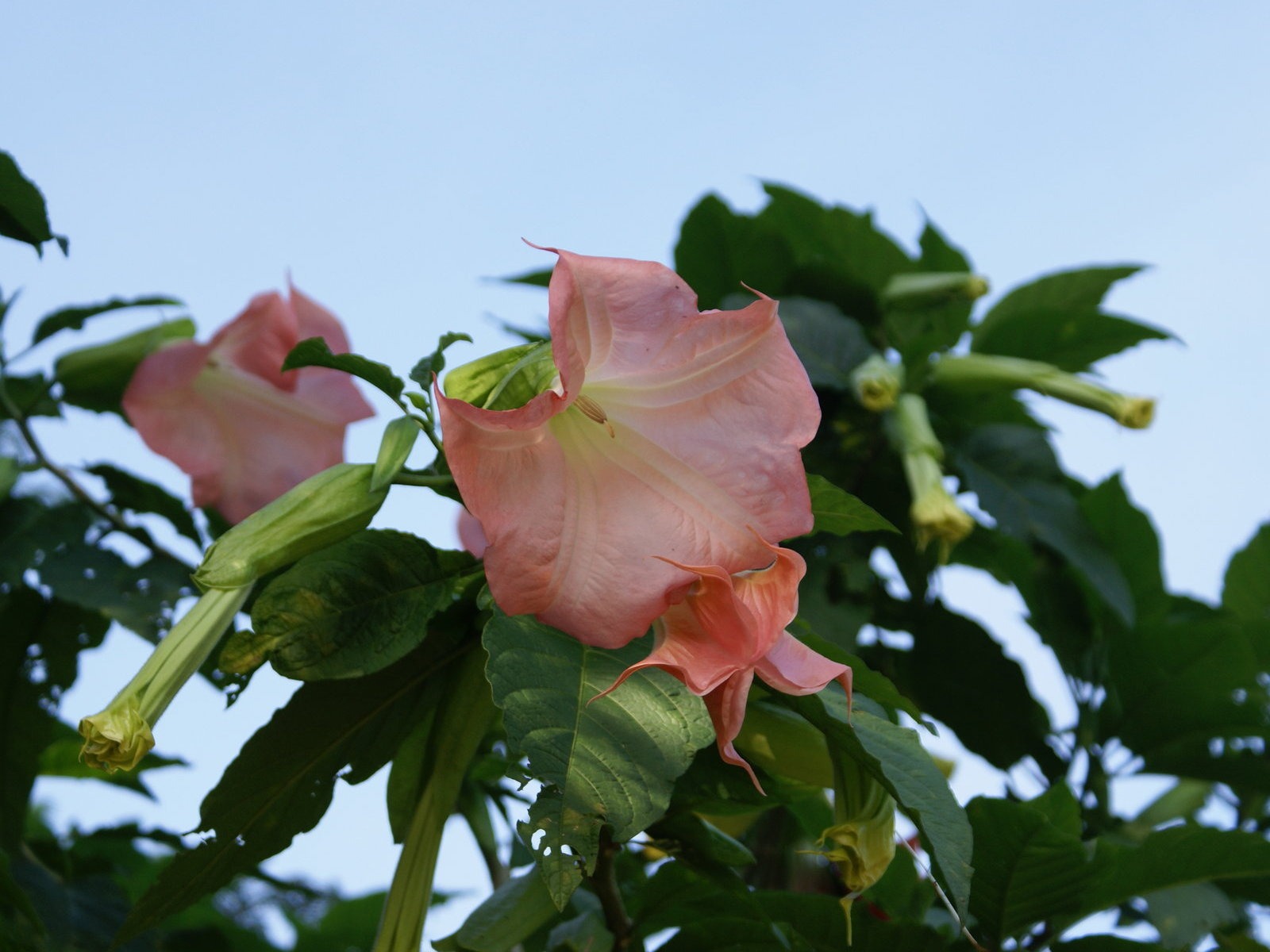 寬屏鮮花特寫 壁紙(30) #18 - 1600x1200