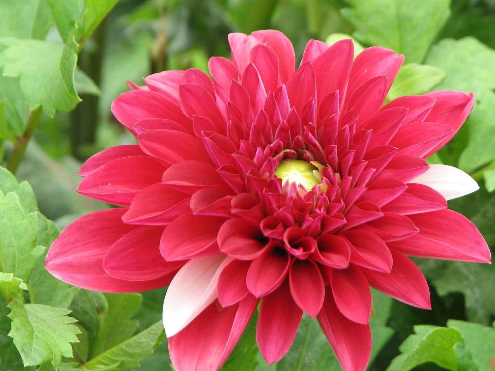 Dahlia 大麗花 高清壁紙(一) #1 - 1600x1200