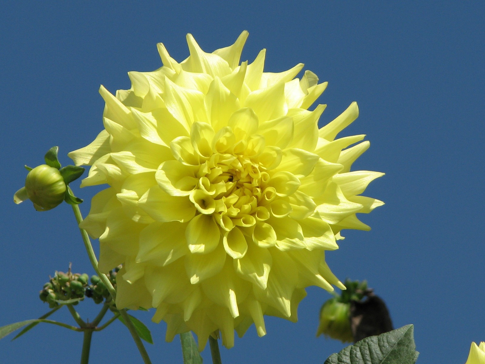 Dahlia 大麗花 高清壁紙(一) #2 - 1600x1200
