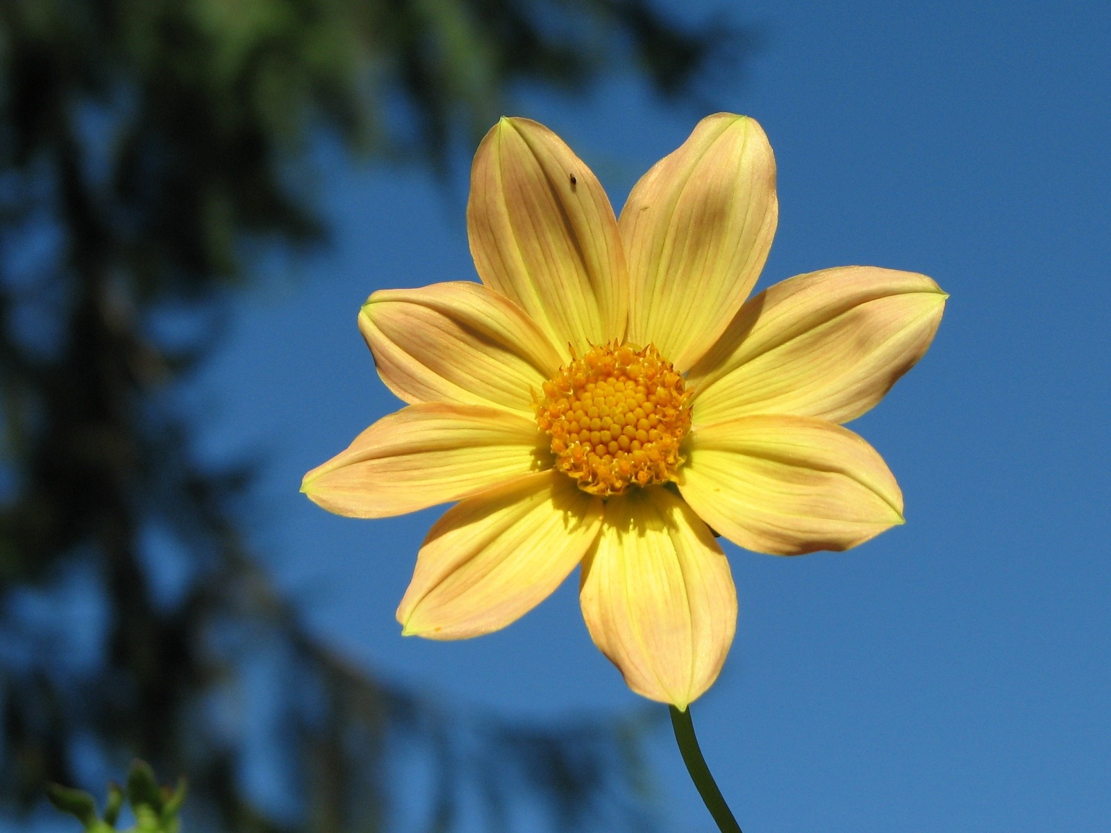 Dahlia 大丽花 高清壁纸(一)4 - 1600x1200