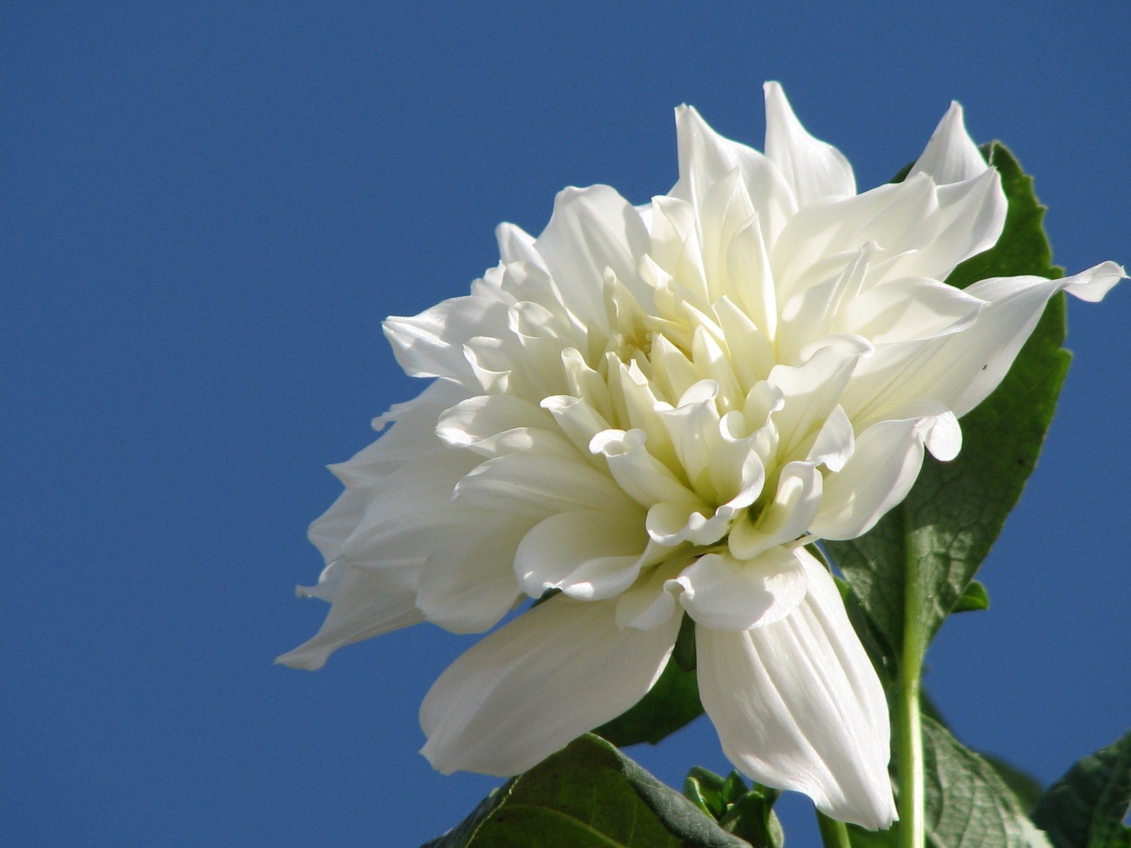 Dahlia 大丽花 高清壁纸(一)8 - 1600x1200