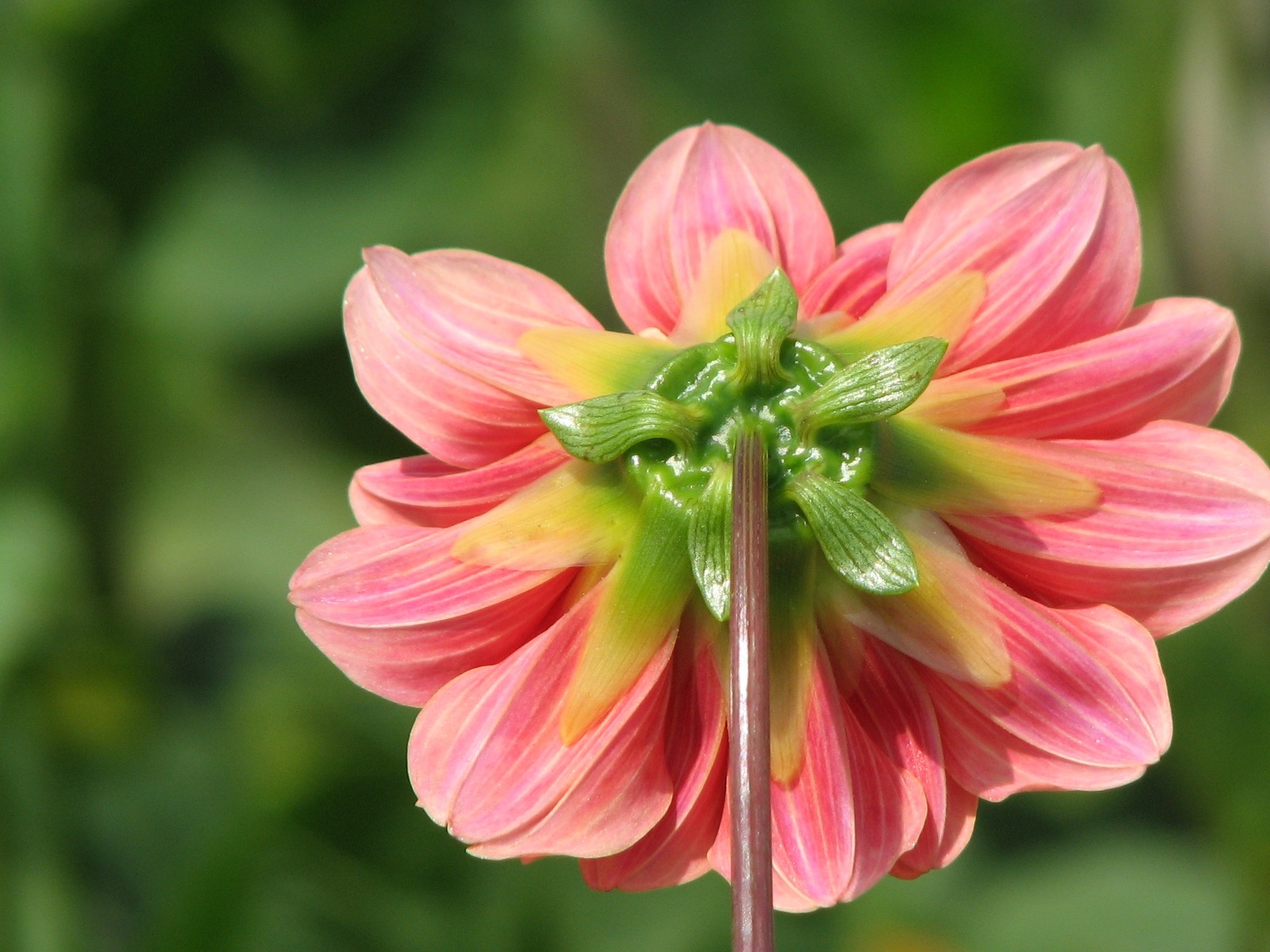 Dahlia 大丽花 高清壁纸(一)9 - 1600x1200