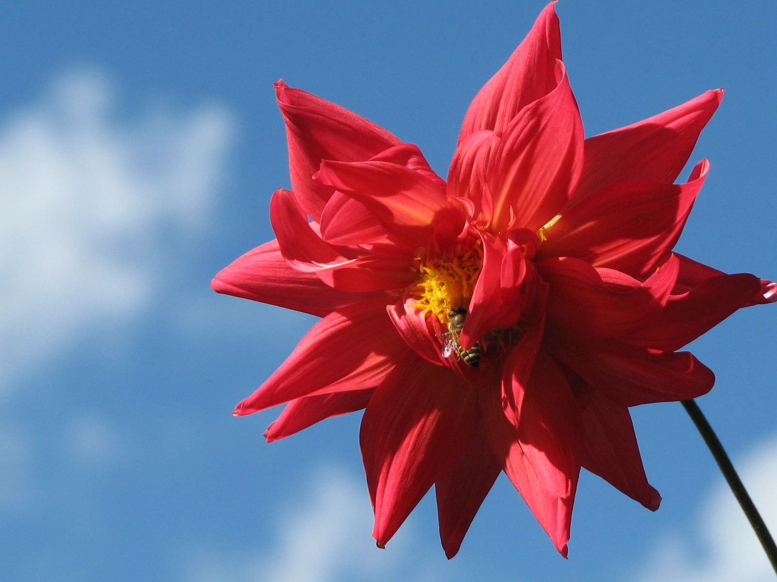 Dahlia 大麗花 高清壁紙(一) #10 - 1600x1200