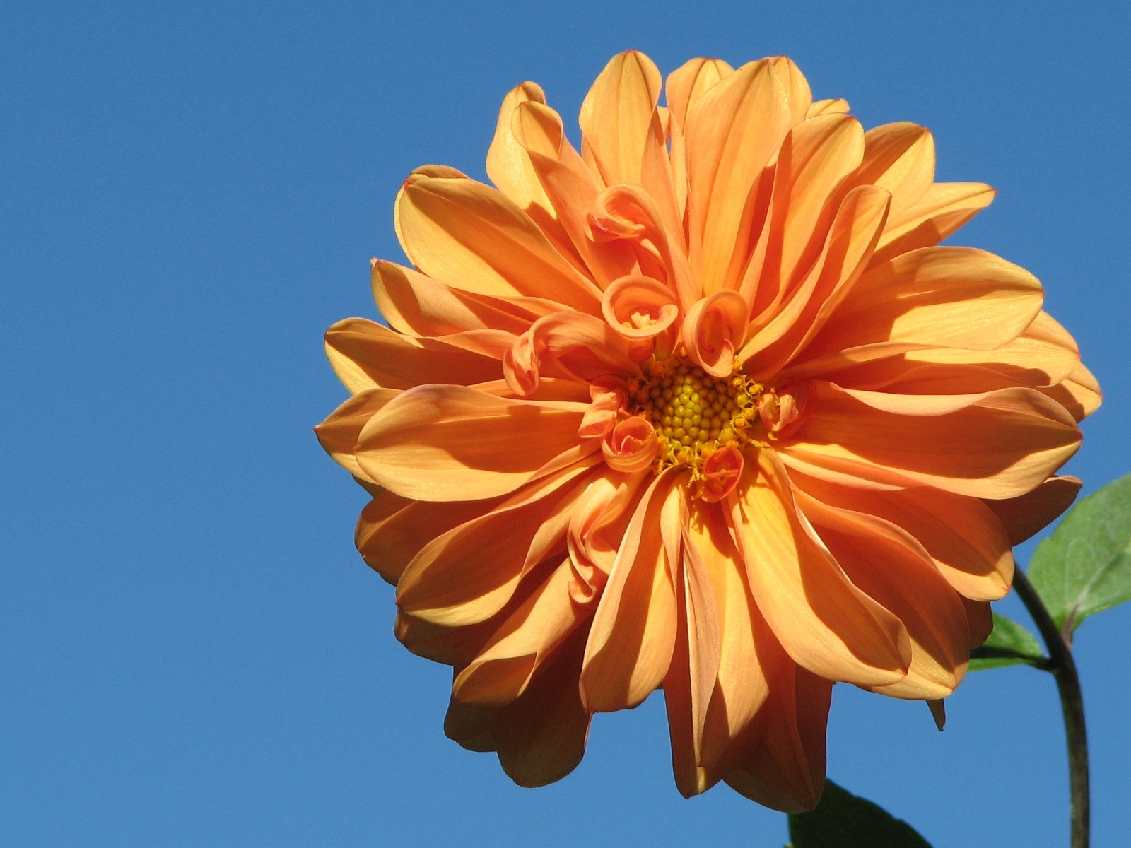 Dahlia 大麗花 高清壁紙(一) #13 - 1600x1200