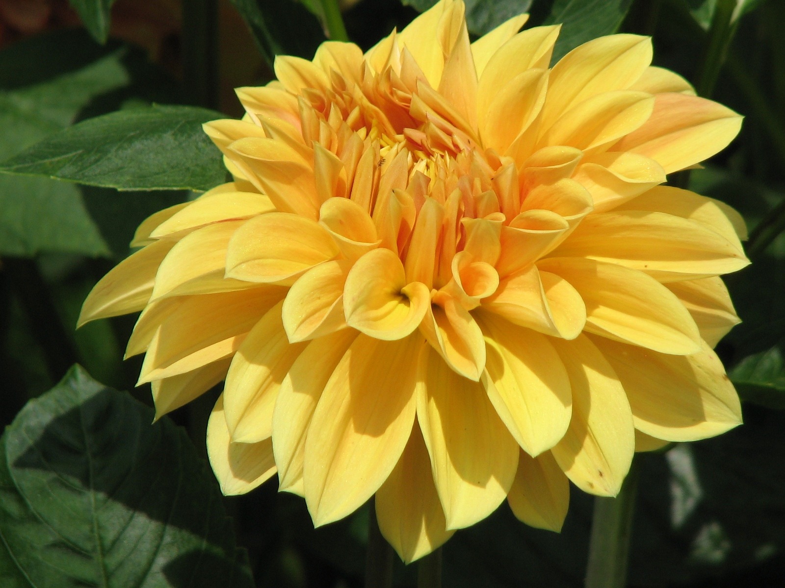 Dahlia 大麗花 高清壁紙(一) #16 - 1600x1200