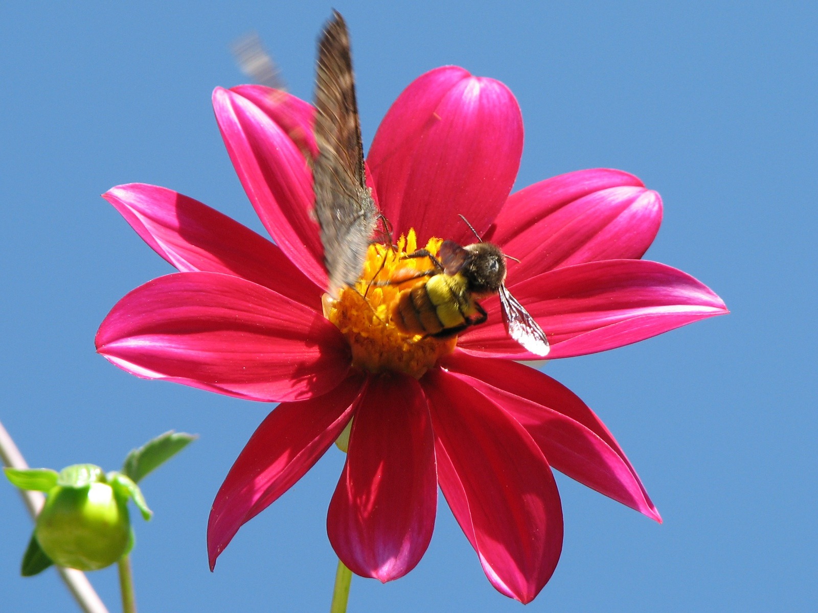 Dahlia 大丽花 高清壁纸(二)1 - 1600x1200