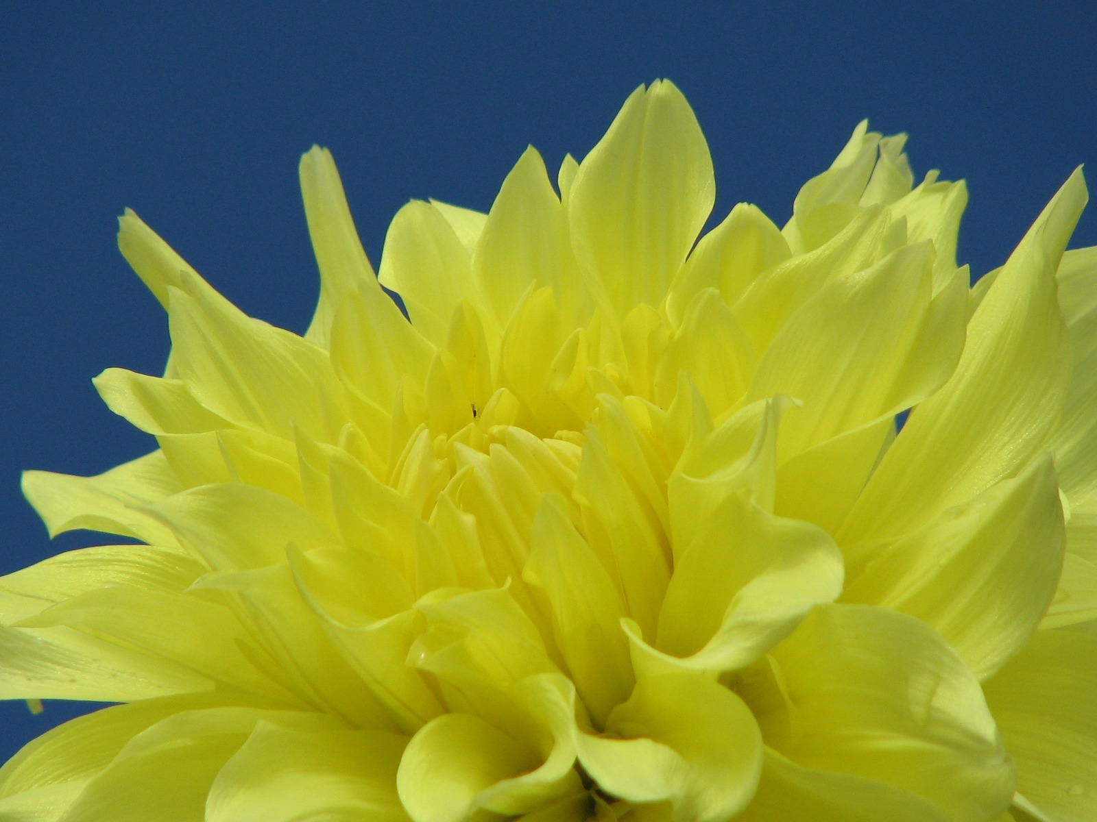 Dahlia flores fondos de escritorio de alta definición (2) #3 - 1600x1200