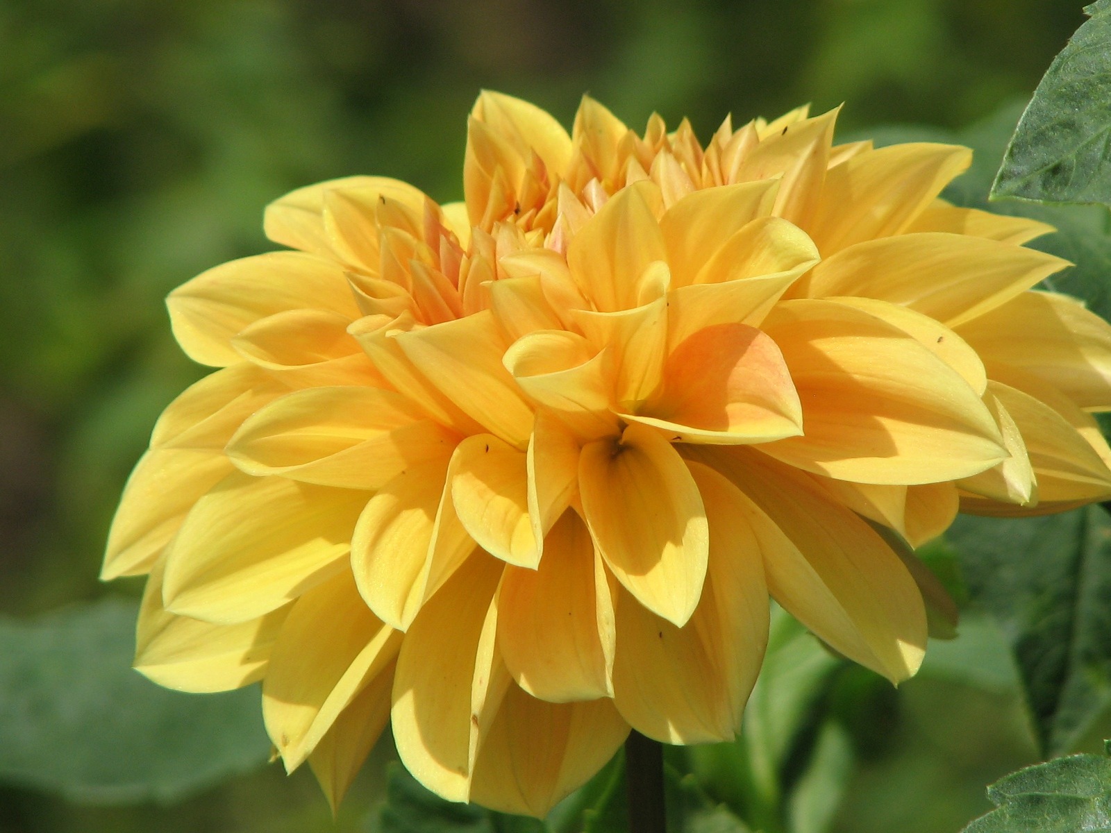 Dahlia 大麗花 高清壁紙(二) #4 - 1600x1200