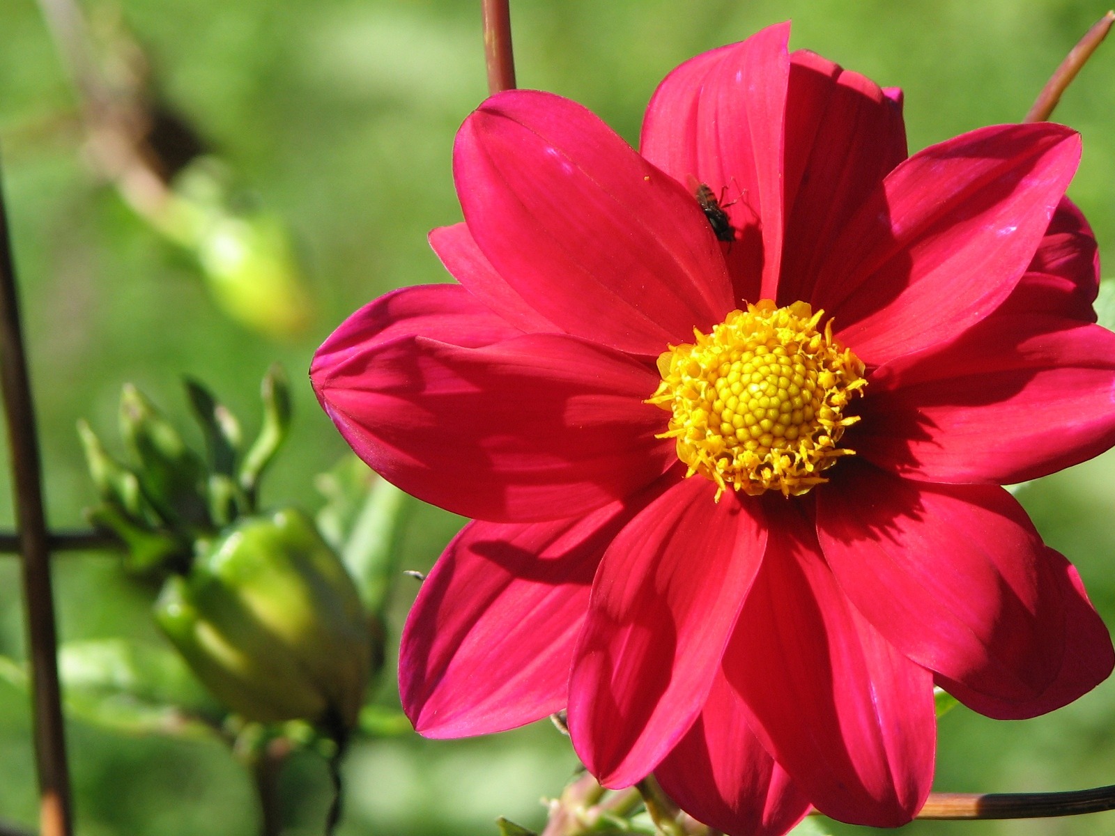 Dahlia fleurs wallpaper HD (2) #8 - 1600x1200