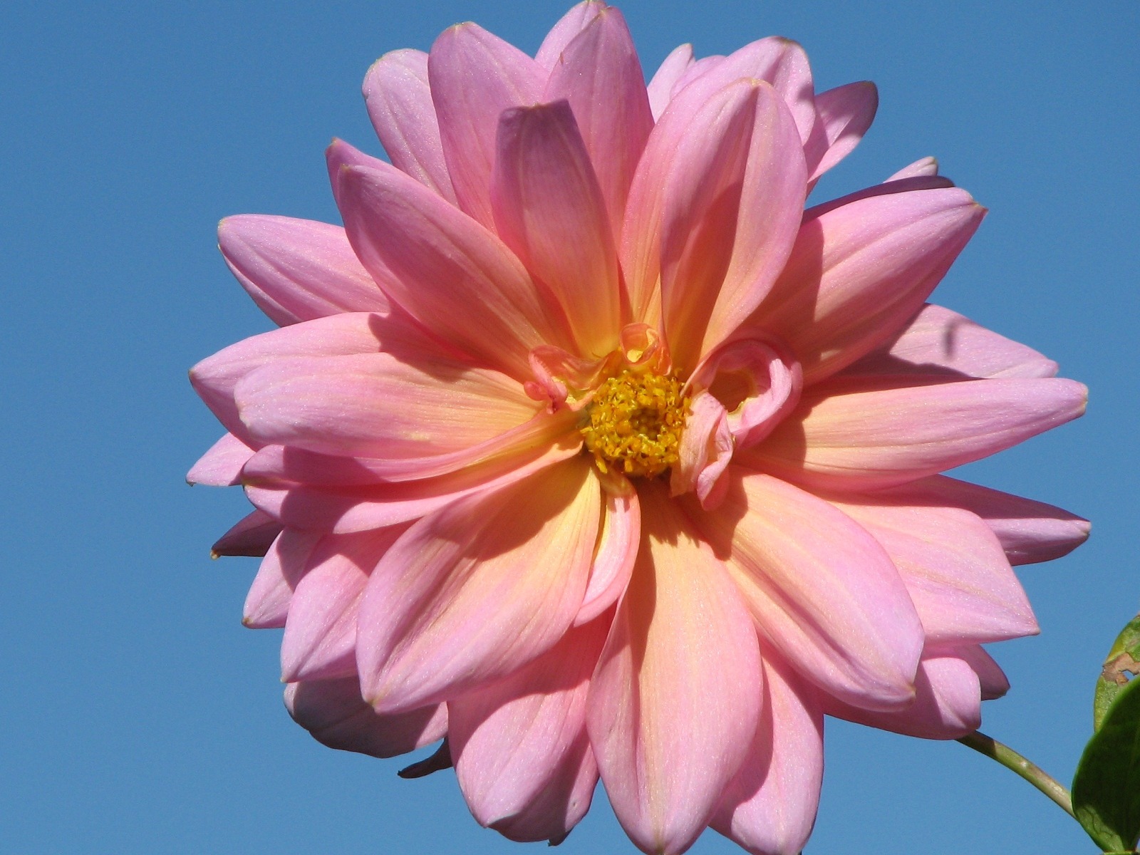 Dahlia 大麗花 高清壁紙(二) #9 - 1600x1200
