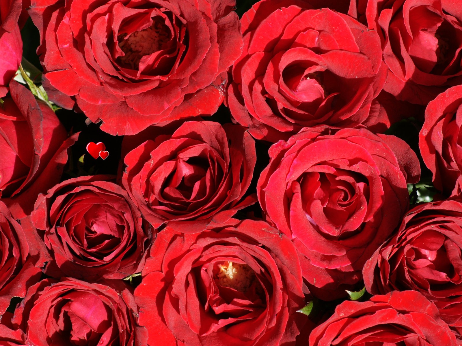 Rose Foto tapety (6) #3 - 1600x1200