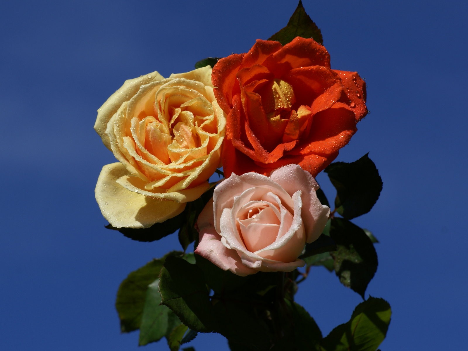 Rose Photo Wallpaper (6) #7 - 1600x1200