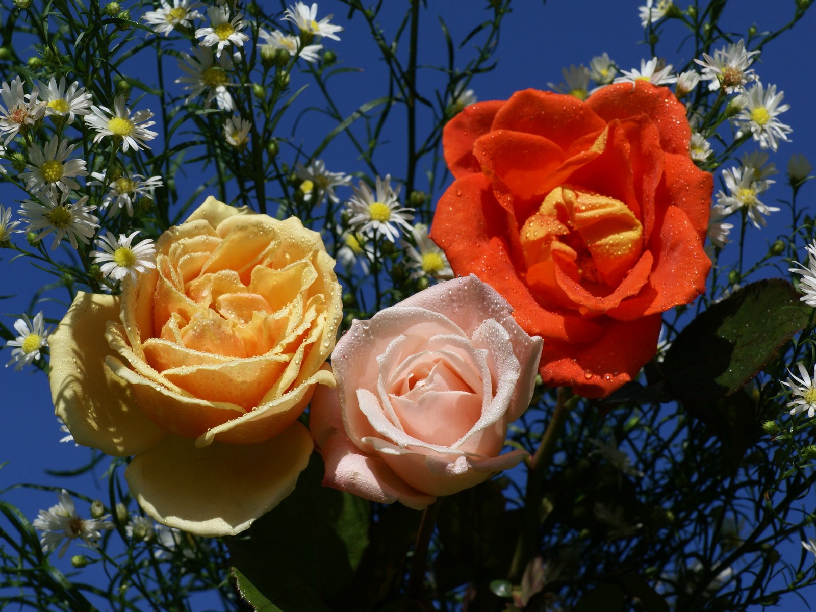 Rose Foto tapety (6) #8 - 1600x1200