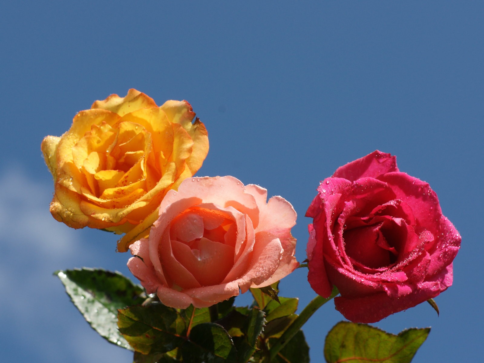 Rose Photo Wallpaper (6) #10 - 1600x1200