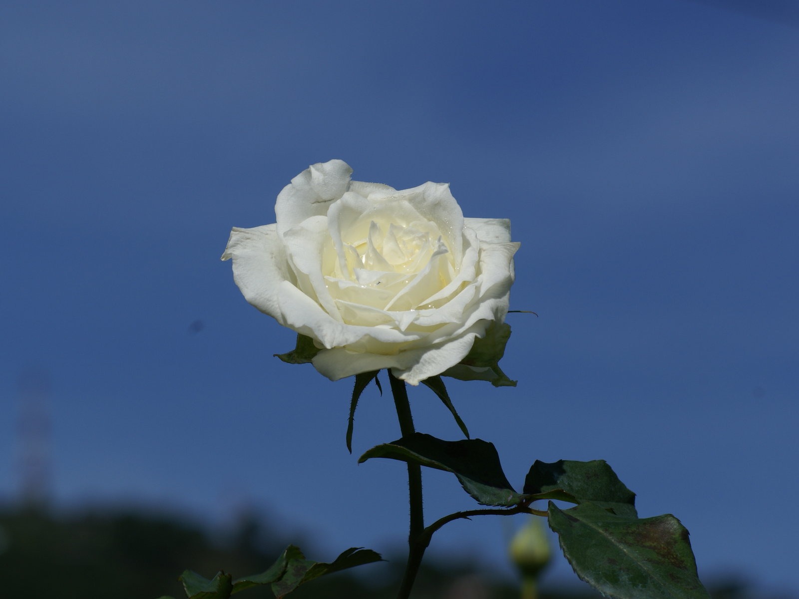 Rose Photo Wallpaper (7) #16 - 1600x1200