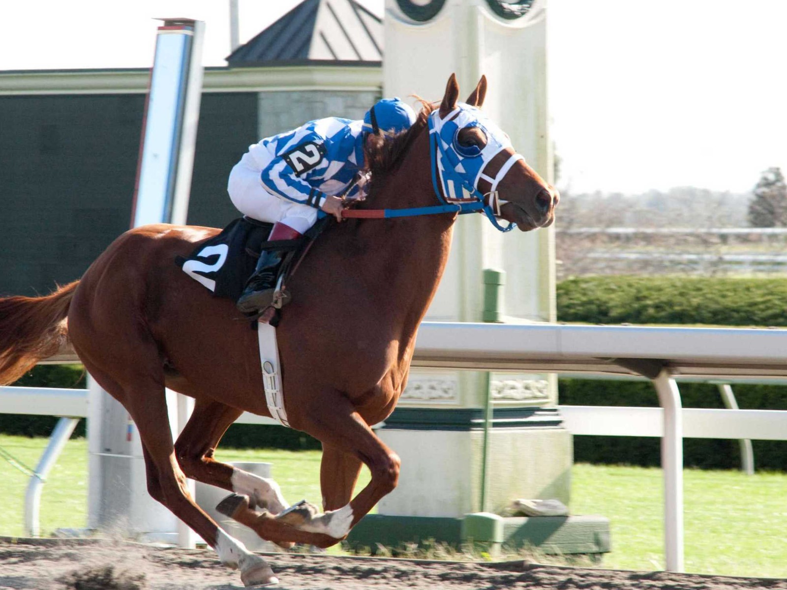 Secretariat 一代驕馬 高清壁紙(一) #5 - 1600x1200