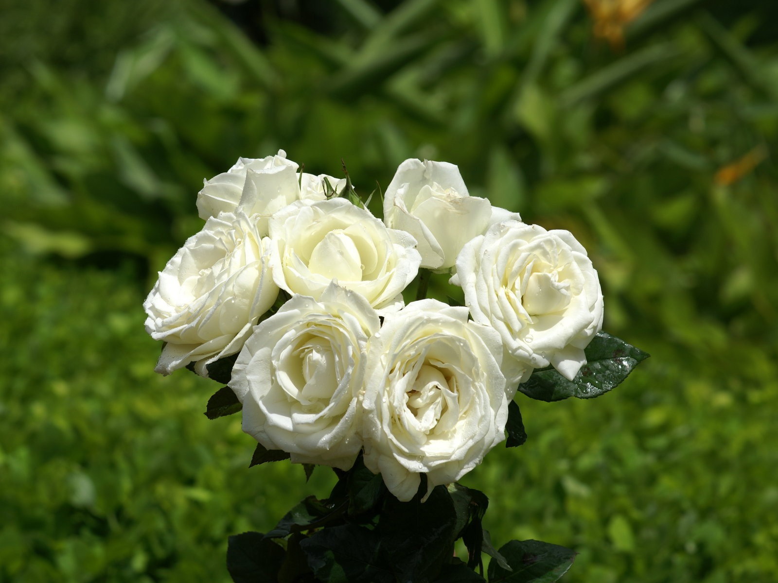 Rose Foto tapety (8) #5 - 1600x1200