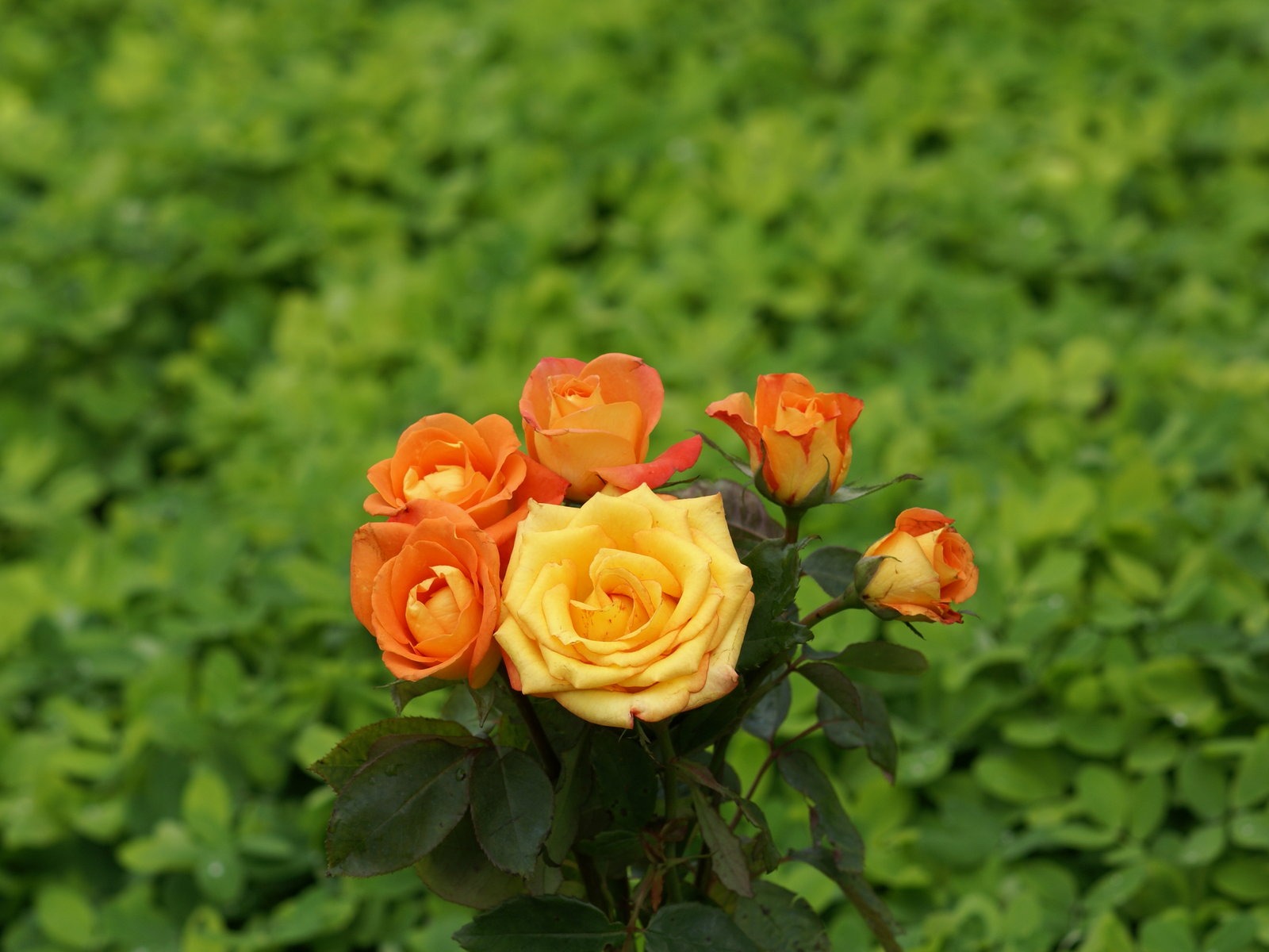 Rose Photo Wallpaper (8) #10 - 1600x1200