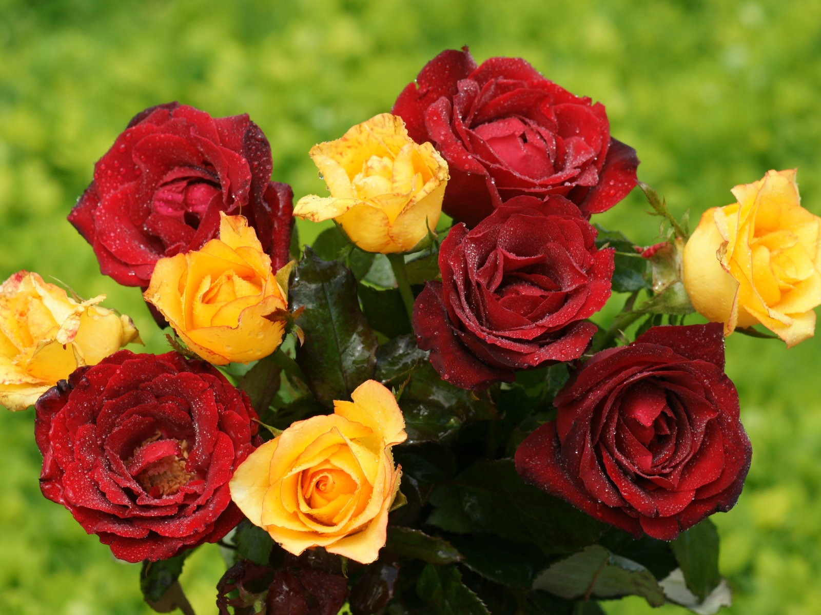 Rose Foto tapety (9) #4 - 1600x1200