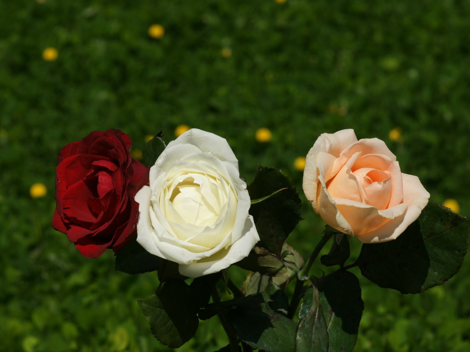 Rose Foto tapety (9) #12 - 1600x1200