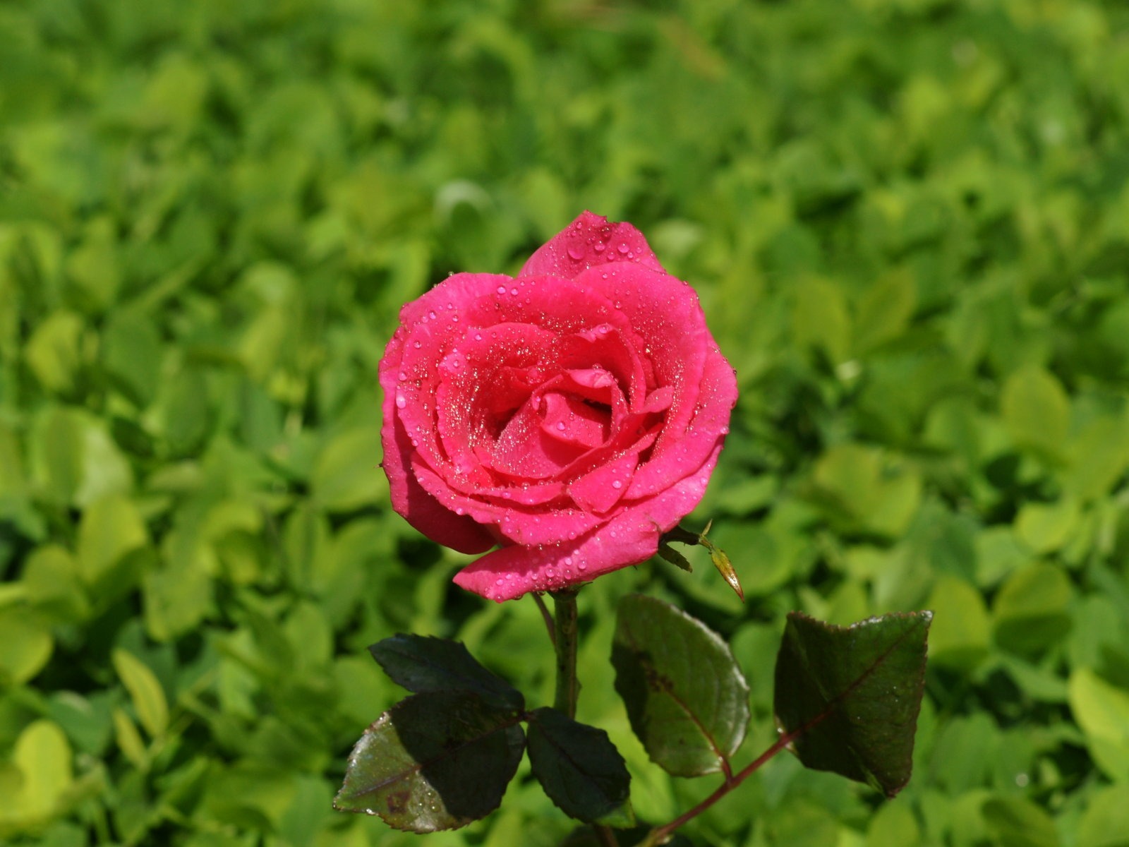Rose Foto tapety (9) #17 - 1600x1200