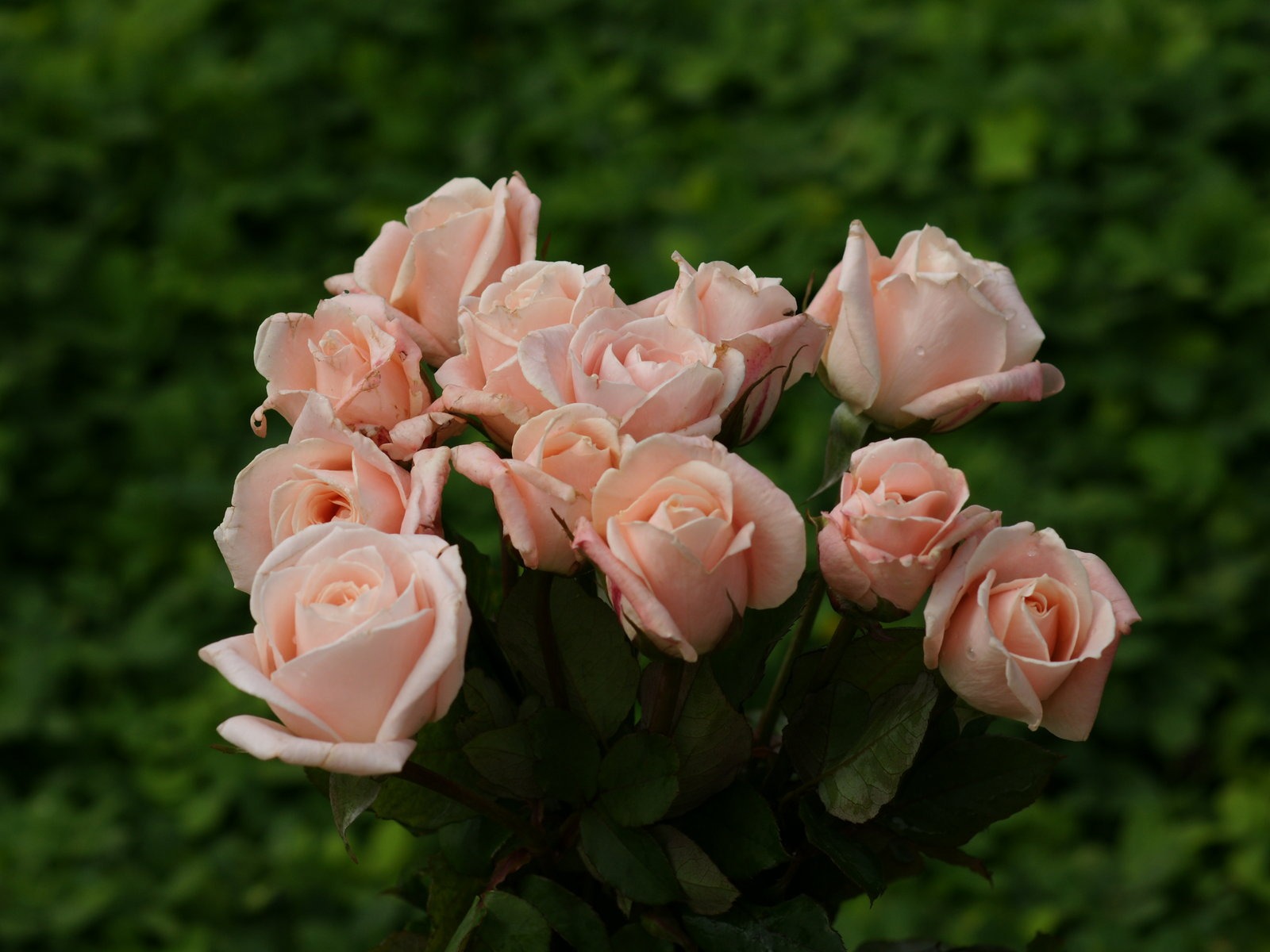 Rose Photo Wallpaper (9) #19 - 1600x1200