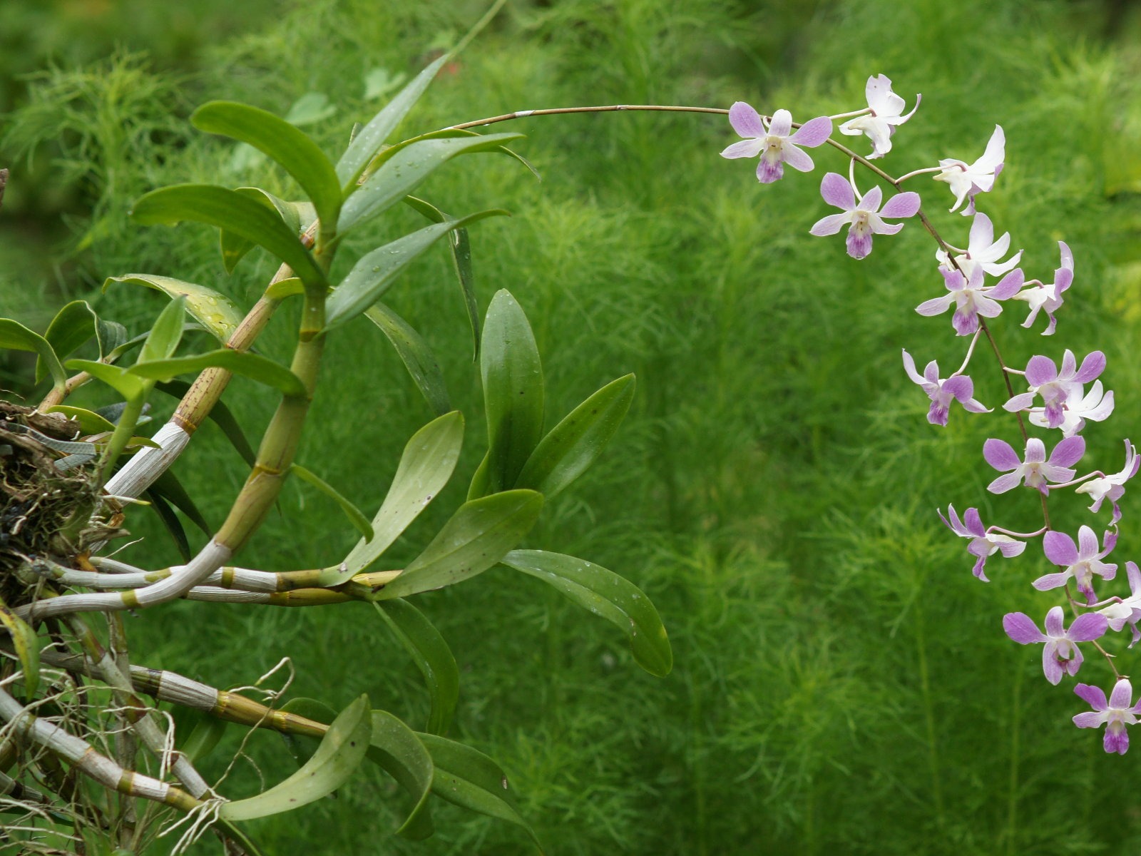 兰花写真 壁纸(一)4 - 1600x1200