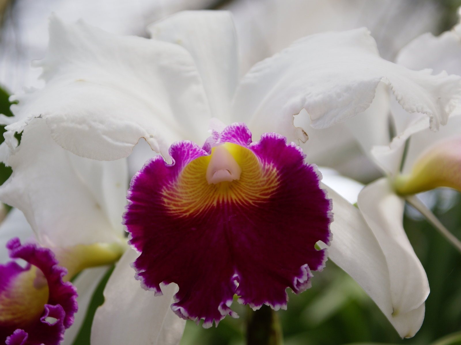 Orchidej tapety foto (1) #17 - 1600x1200