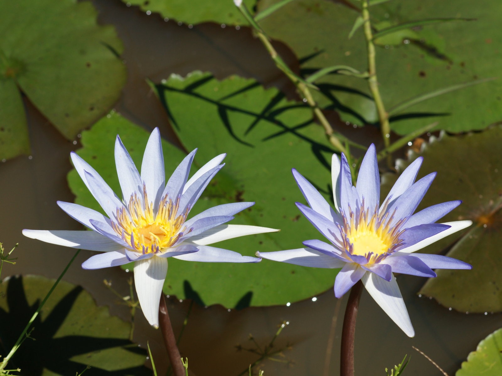 蓮花寫真 壁紙(一) #4 - 1600x1200
