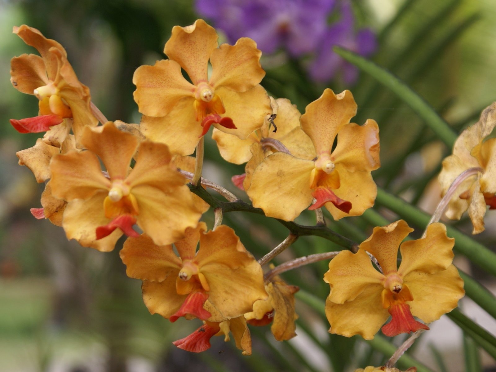 蘭花寫真 壁紙(二) #4 - 1600x1200