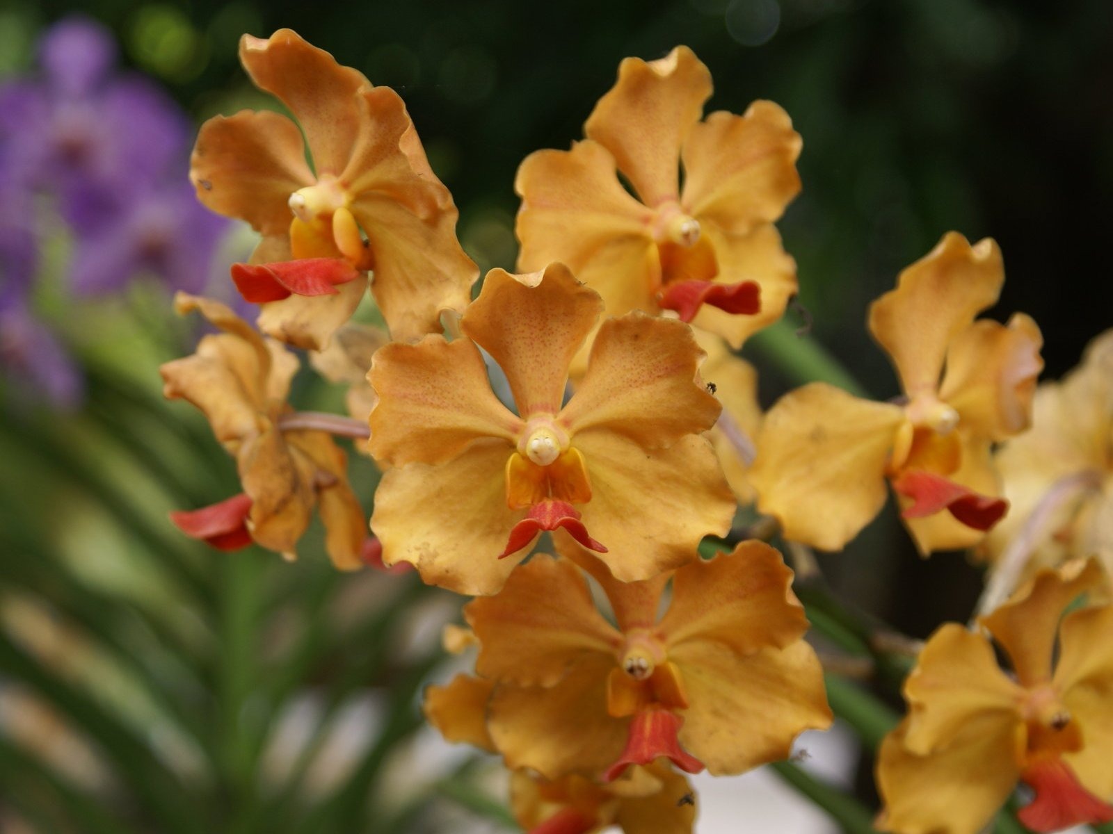 Orquídea foto de fondo de pantalla (2) #5 - 1600x1200