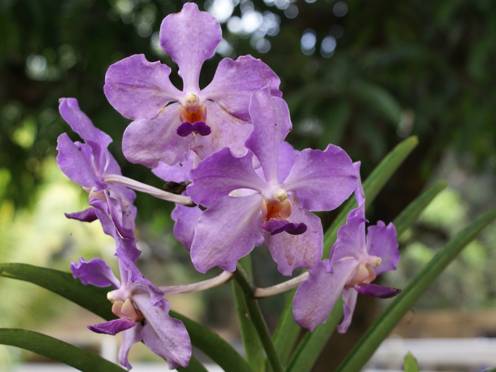 Orchidej tapety foto (2) #6 - 1600x1200