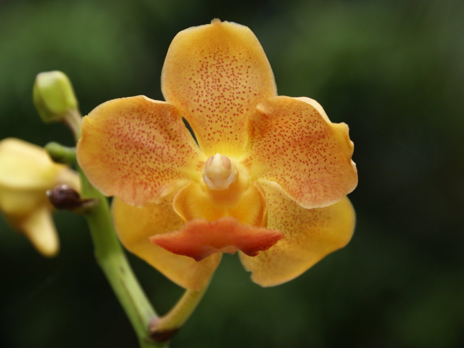Orquídea foto de fondo de pantalla (2) #15 - 1600x1200