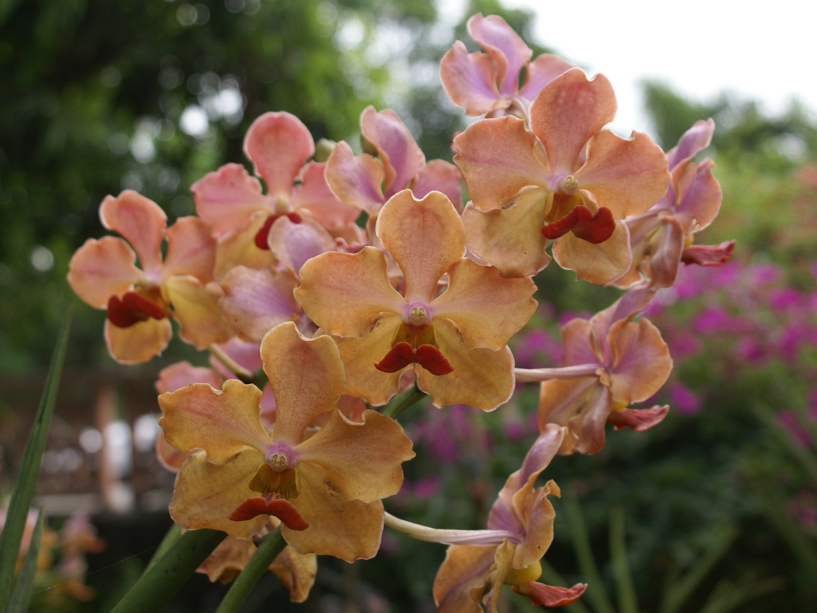 Orchidej tapety foto (2) #17 - 1600x1200